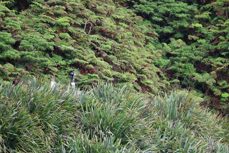 The frontline of work to restore endemic species and remove the ubiquitous New Zealand flax is visible across the park.