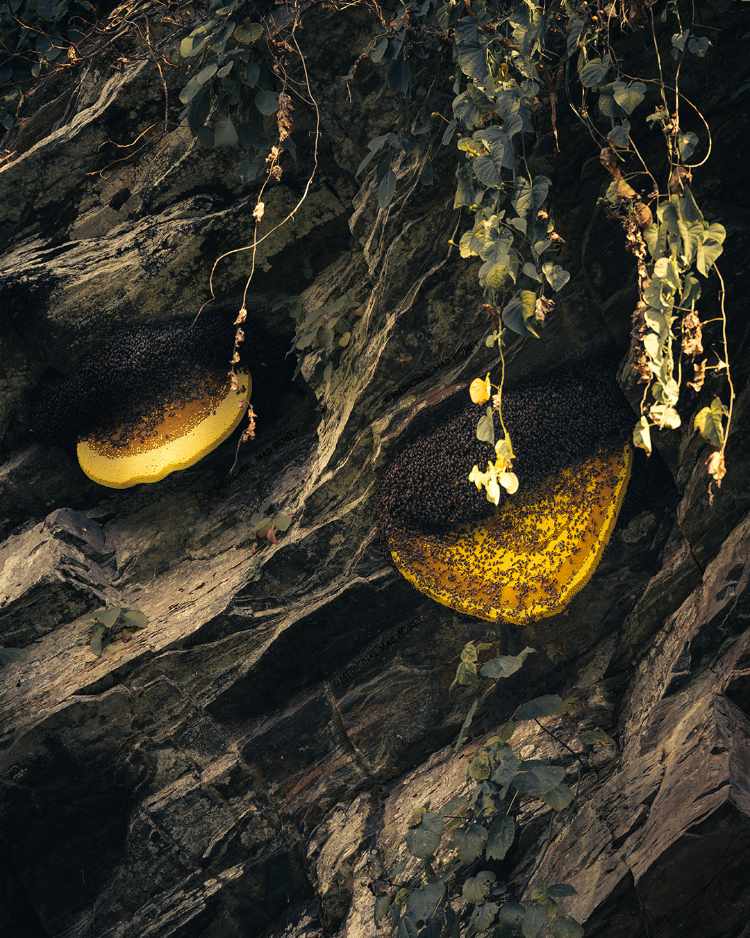 Honey Hunter's deep respect of the biodiversity.