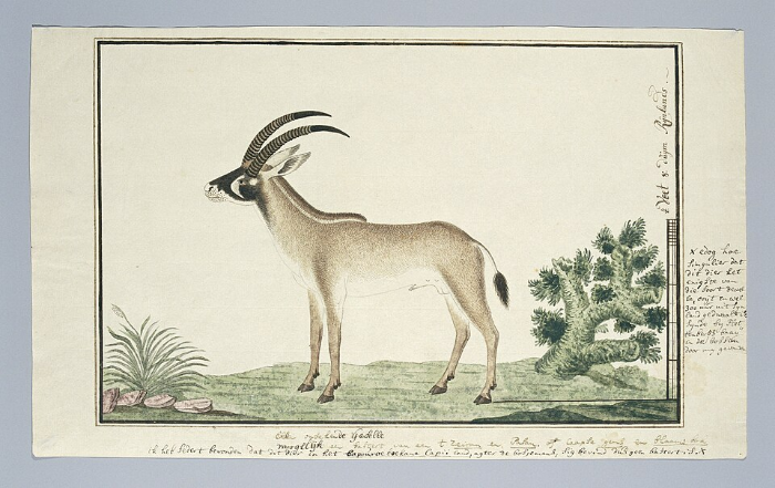 Hippotragus equinus (Roanantilope of Bastergemsbok), by Robert Gordon, 1778