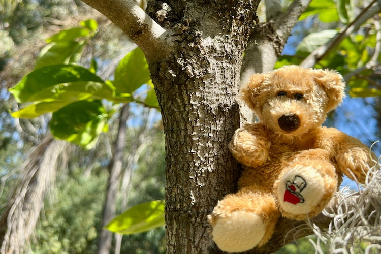A Bear in a Tree Ready to get adopted .