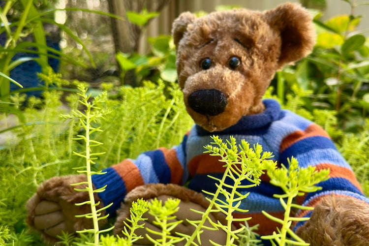 A Huggable bear well presented to encourage adoption.