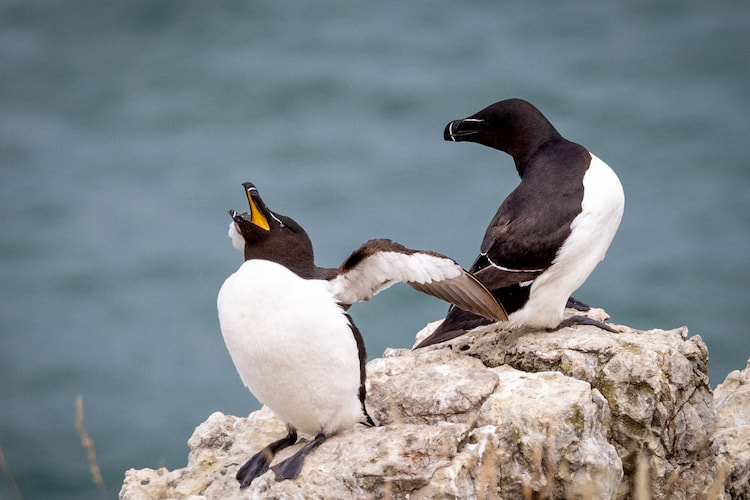 Two razorbills cling to a cliff edge as one cries out into the wind. Rising sea temperatures and dwindling fish stocks threaten to silence these coastal voices along Ireland’s once-thriving shores.