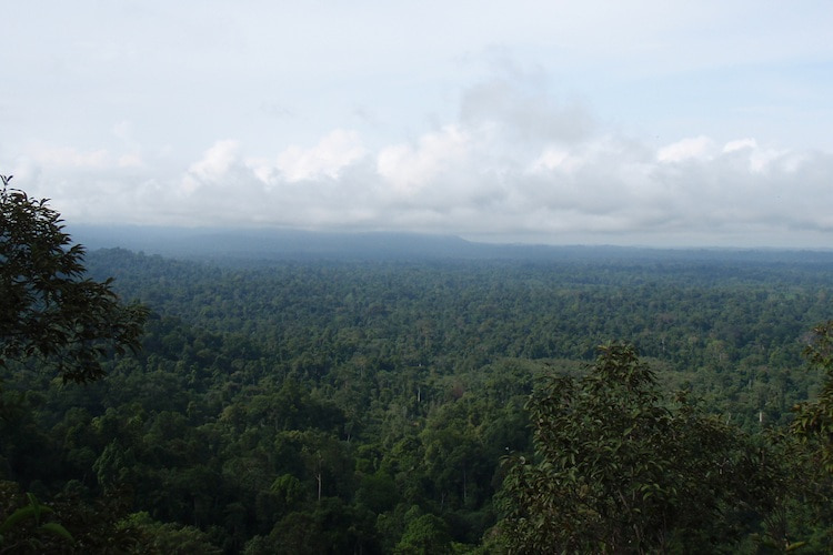Bukit Tigapuluh habitat, Sumatra, Indonesia. Photo credit: The Orangutan Project.