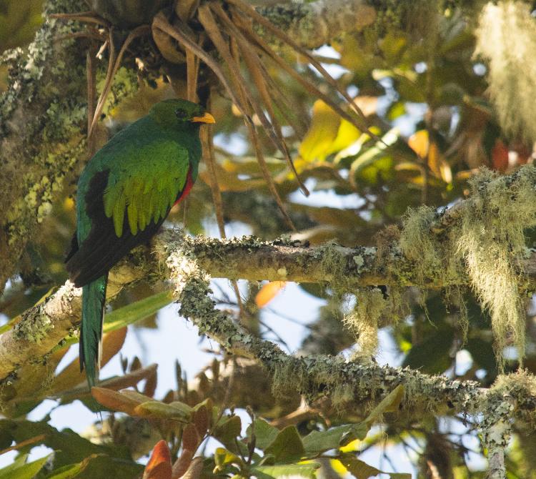 The Sierra is a haven for endemic species found only in the coastal mountains of northern South America.