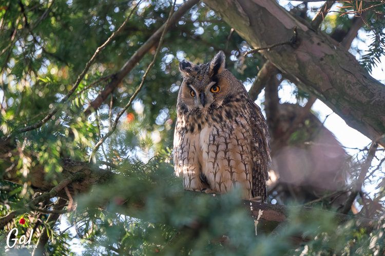 An undisturbed owl in their natural habitat.
