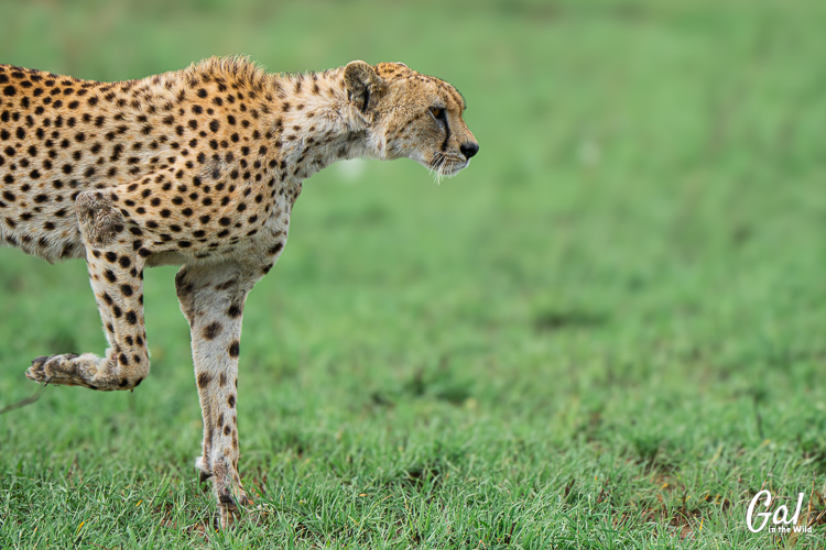 A wonderful shot of a cheetah, taken at the appropriate time.