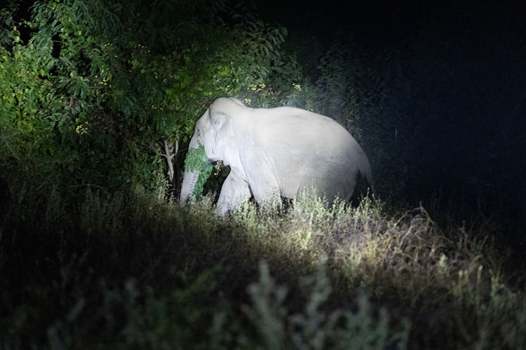 Wild asian elephant seeking sustenance.
