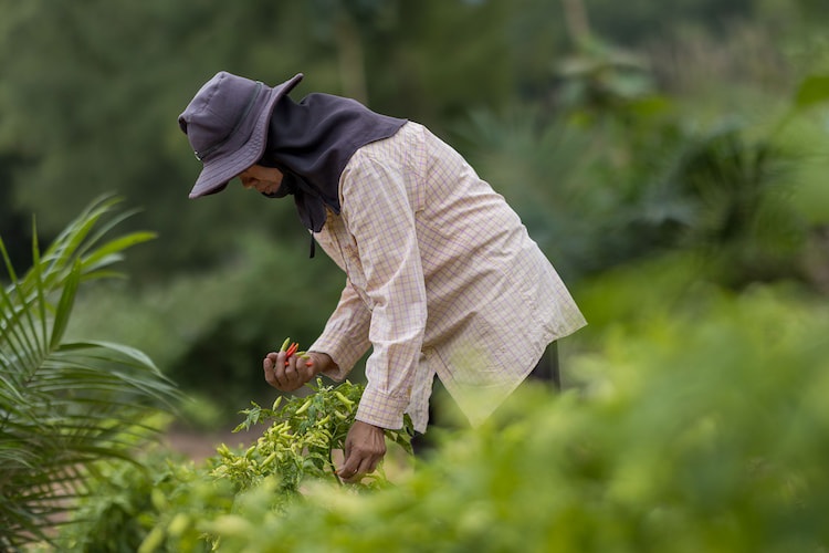 Roengrom Aiamsa-ard working hard on her farm.