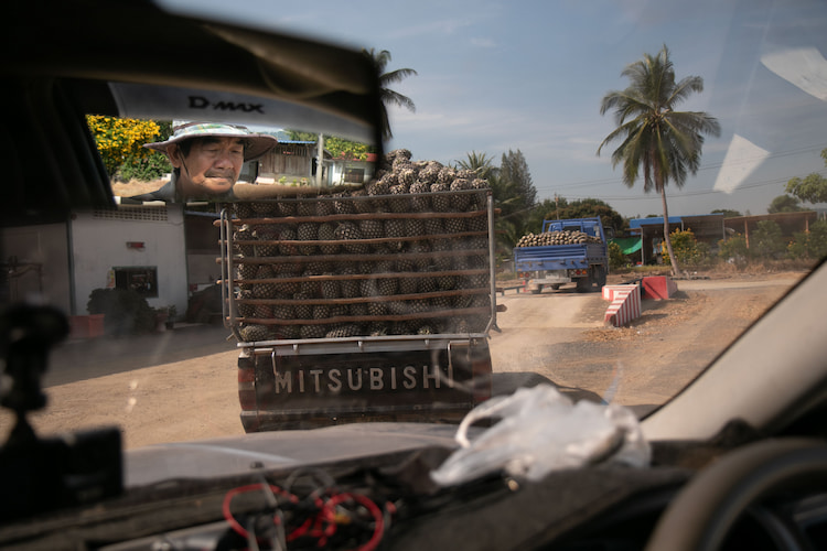 Sa-ard Ngernyouang waits to get his pineapple harvest weighed and sold.