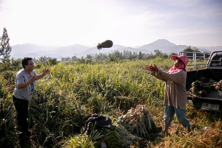 Roengrom Aiamsa-ard catches a freshly harvested pineapple in her field.