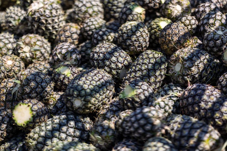 A bounty of freshly harvested pineapples