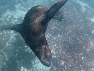 Bucket List Seal Snorkelling Hout Bay