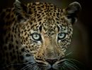 Francois Fourie Female Leopard