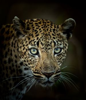 Francois Fourie Female Leopard