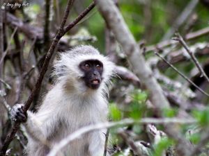 vervet monkey 3