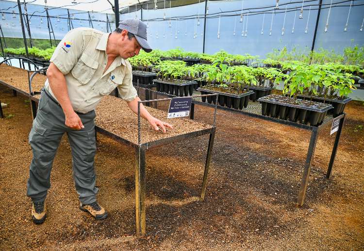 Seeds grown locally within the island.