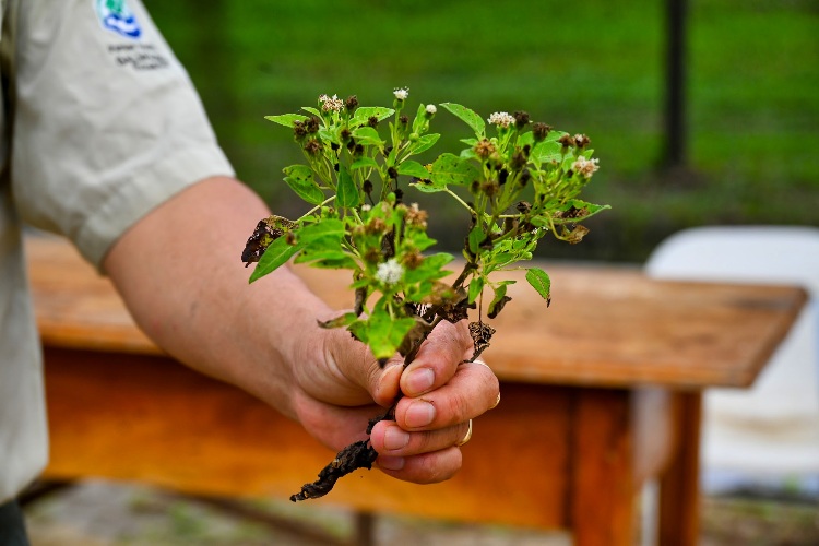 Plants extracted from the beautiful farmlands.