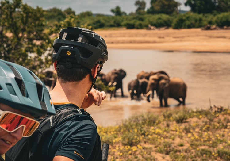 Humans peering at elephants