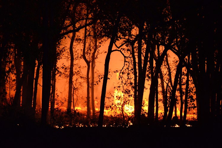 A wildfire in the forest.
