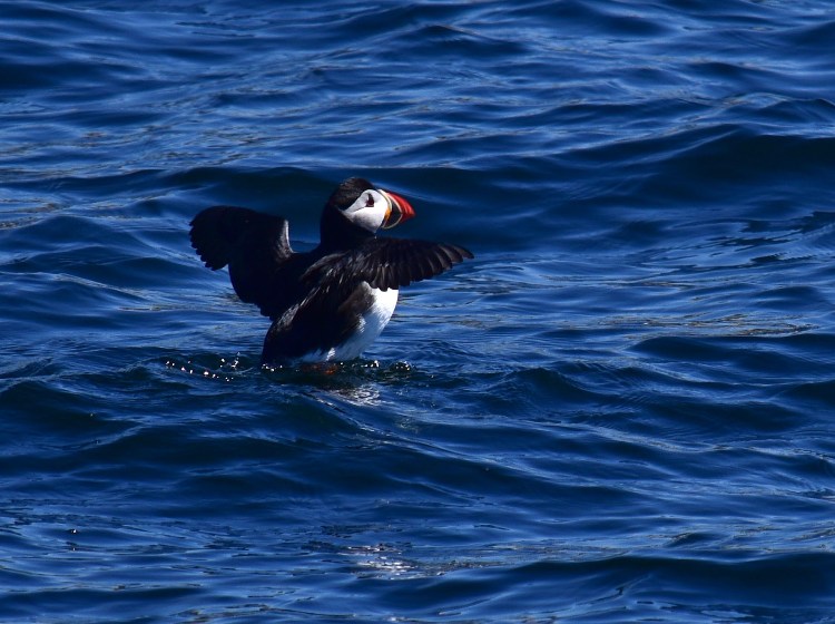 Puffin about to take off near Eastern Egg Rock