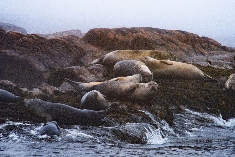 A colony of very well-fed harbor seals near Petit Manan Island