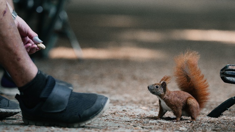A person holds out a raw peanut to a red squirrel, a bicycle pedal just beside it