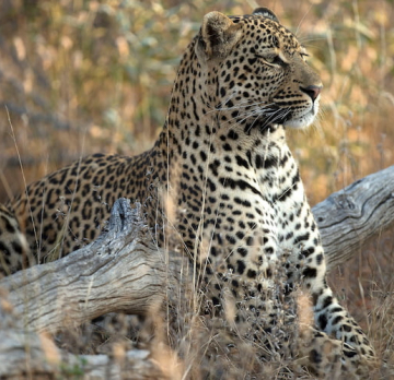 Big Five Photo Safari South Africa