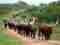 ankole cattle lake mburu national park