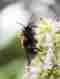 bee wiping face – Bombus citrinus