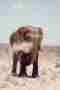 Namibia desert elephant