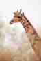 Namibia desert giraffe