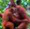 orangutan mothers hug