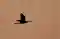 <i>Anhinga anhinga</i> Anhinga anhinga