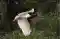 Jabiru mycteria
