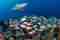 shark reef fishes bahamas tours